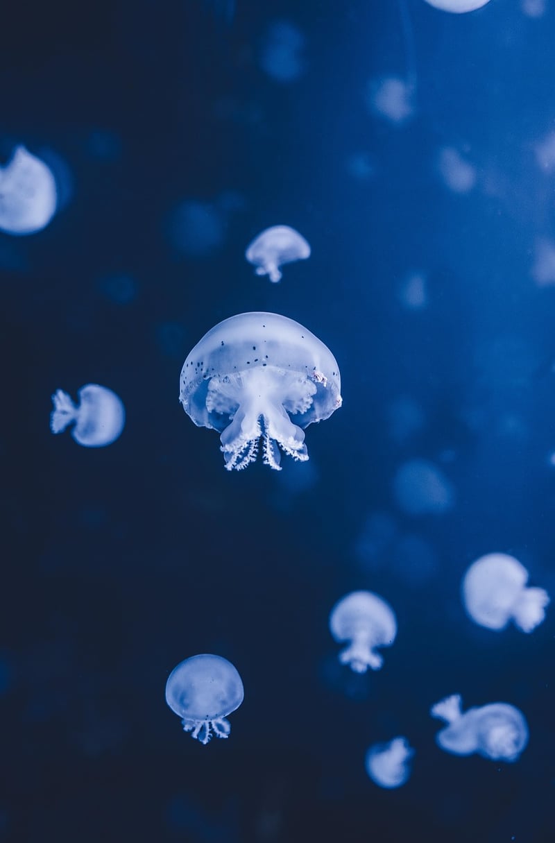 Underwater Paradise